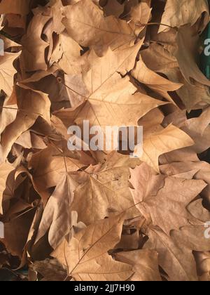 Feuilles sèches sur le sol. Bakground d'automne Banque D'Images