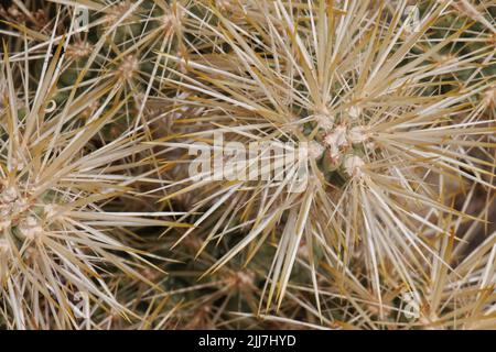 Les épines jaunes dépassent des aréoles trichomatiques glochidiates de Cylindropuntia Echinocarpa, Cactaceae, natif du désert de Mojave du Nord, à Springtime. Banque D'Images