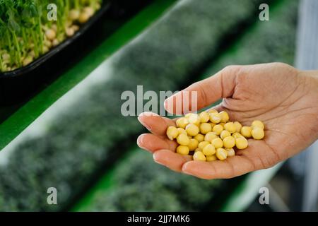 Choisissez des semences pour planter de nouveaux microverts sur la ferme intérieure verticale. Le processus de plantation de semences dans des plateaux de microverdissement. Germination des graines Banque D'Images