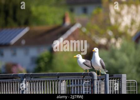 Deux mouettes reposant sur une clôture à Exeter, Devon Banque D'Images