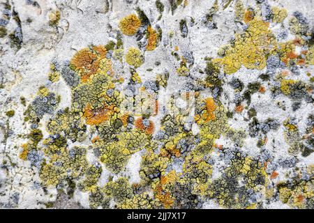 Vieux mur de vieux bâtiment avec des mousses multicolores, fond naturel, plein cadre. Mousse colorée sur mur en béton avec cicatrices de texture. Toile de fond détaillée Banque D'Images