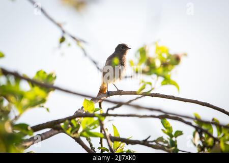 Black redstart (Phoenicurus ochruros) assis dans des branches Banque D'Images