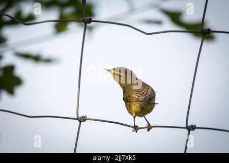 Paruline à saule (Phylloscopus trochilus) assise dans une clôture Banque D'Images