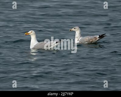 Adulte et 2nd jeunes d'hiver, Goéland argenté (Larus argentatus) en mer Banque D'Images