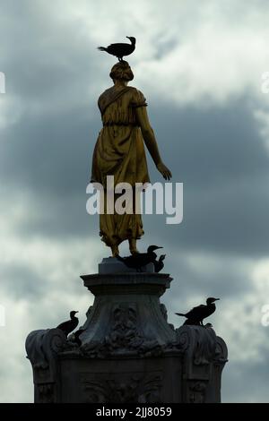 Grand cormoran Phalacrocorax carbo, groupe de roosting sur la fontaine Diana, Bushy Park, Londres, Royaume-Uni, septembre Banque D'Images