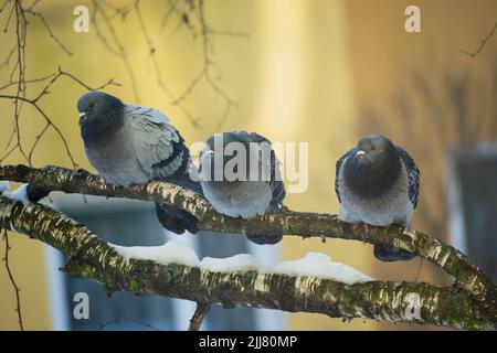 Pigeons urbains assis sur une branche d'arbre, vue sur l'hiver Banque D'Images