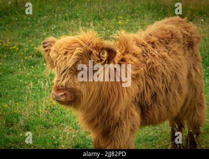 Un veau de vache de montagne dans un champ Banque D'Images