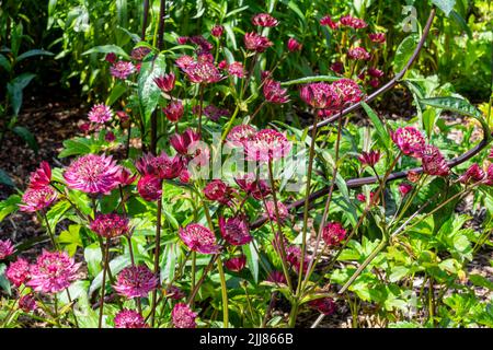 Astrantia Major 'Gill Richardson Group' une plante florale d'automne d'été avec une fleur rouge d'été rouge cramoisi communément connue sous le nom de grand maître noir Banque D'Images