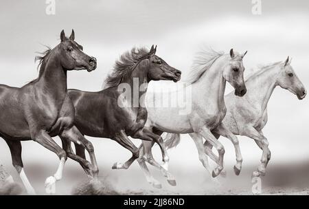 Étalons arabes sauvages qui se rassemblent dans un troupeau sur un sauvage. Des chevaux arabes de race pure galopant dans les prairies sauvages ensemble. Des chevaux sauvages qui s'exécutent en liberté Banque D'Images