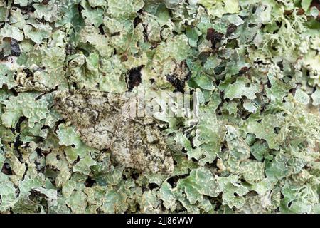 Dentelle de Bruxelles Cleorodes lichenaria, imago roosting sur un arbre couvert de lichen, Crowcombe, Somerset, Royaume-Uni, juillet Banque D'Images