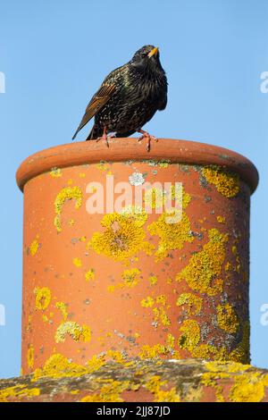 Esturnus vulgaris, adulte, perchée sur un pot de cheminée couvert de lichen, Weston-Super-Mare, Somerset, Royaume-Uni, mars Banque D'Images