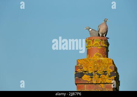 Pigeon en bois commun Columba Palumbus, paire, perchée sur une cheminée couverte de lichen, Weston-Super-Mare, Somerset, Royaume-Uni, mars Banque D'Images