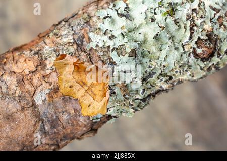 Début de l'épine Selenia dentaria, imago roosting sur la branche couverte de lichen, Weston-Super-Mare, Somerset, Royaume-Uni, juillet Banque D'Images