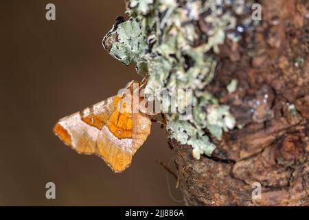 Début de l'épine Selenia dentaria, imago roosting sur la branche couverte de lichen, Weston-Super-Mare, Somerset, Royaume-Uni, juillet Banque D'Images