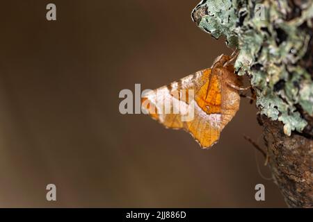 Début de l'épine Selenia dentaria, imago roosting sur la branche couverte de lichen, Weston-Super-Mare, Somerset, Royaume-Uni, juillet Banque D'Images