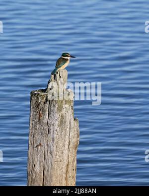 L'océan bleu fournit un fond pour un kingfisher de brousse en Nouvelle-Zélande. Banque D'Images