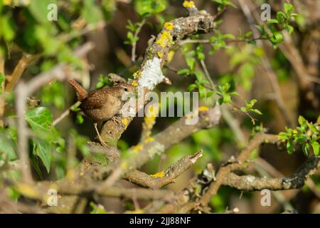 Wren eurasien Troglodytes troglodytes, adulte, transportant du matériel de nidification de la mousse, Weston-Super-Mare, Somerset, Royaume-Uni, avril Banque D'Images