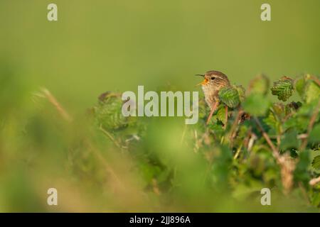 Wren eurasien Troglodytes troglodytes, adulte, chant de hedgerow, Weston-Super-Mare, Somerset, Royaume-Uni, avril Banque D'Images