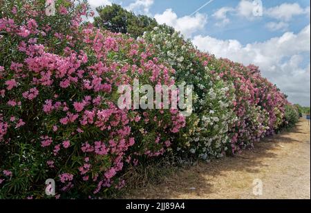 Blüten des Oleander (Nerium Oleander), Sardinien, Mittelmeer, Italien, Europa, Banque D'Images