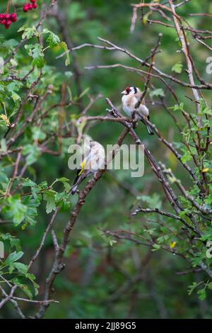 Carduelis carduelis, adulte et juvénile, perchée à Common hawthorn Crataegus monogyna, Weston-Super-Mare, Somerset, Royaume-Uni, août Banque D'Images