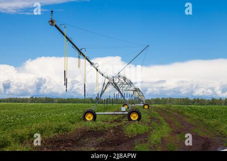 Champ de maïs au printemps avec système d'irrigation automatique pour l'approvisionnement en eau, aspersion d'eau vers les plantes. Banque D'Images