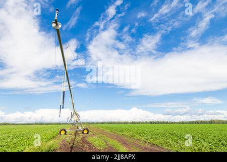 Champ de maïs au printemps avec système d'irrigation automatique pour l'approvisionnement en eau, aspersion d'eau vers les plantes. Banque D'Images