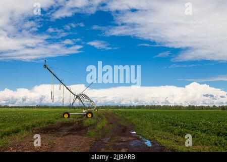 Champ de maïs au printemps avec système d'irrigation automatique pour l'approvisionnement en eau, aspersion d'eau vers les plantes. Banque D'Images