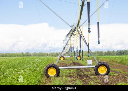 Champ de maïs au printemps avec système d'irrigation automatique pour l'approvisionnement en eau, aspersion d'eau vers les plantes. Banque D'Images
