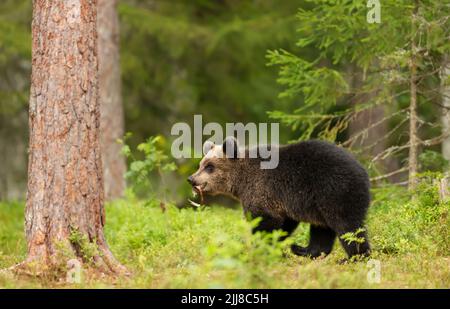 Gros plan d'un mignon ourson brun eurasien dans une forêt en automne, Finlande. Banque D'Images