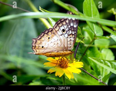 Papillon de paon blanc sur fleur jaune, Costa Rica Banque D'Images