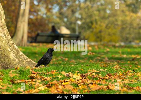 Carrion corone corbeau Corvus, Foraging amonst Fallen feuilles, Hyde Park, Londres, Royaume-Uni, novembre Banque D'Images