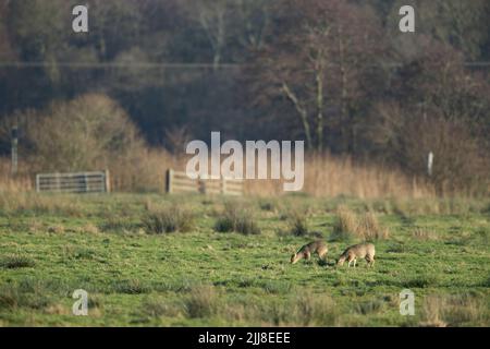 Cerfs-aquatiques chinois Hydropotes inermis inermis, fourrager sur les prairies, Buckenham Marshes, Norfolk, Royaume-Uni, Décembre Banque D'Images