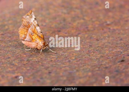 Début de l'épine Selenia dentaria, imago, reposant sur des tôles rouillées, Weston-Super-Mare, Somerset, Royaume-Uni, juillet Banque D'Images