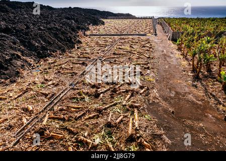 Plantation de bananes canarienne détruite par un écoulement de lave. Destruction causée par la rivière Lava dans la vallée de l'Aridane. La Palma, Îles Canaries, Espagne Banque D'Images