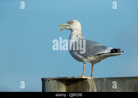 Crâne de hareng européen Larus argentatus, perché contre le ciel bleu, Aberystwyth, Dyfed, Pays de Galles, Royaume-Uni, décembre Banque D'Images