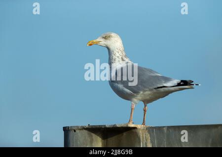 Crâne de hareng européen Larus argentatus, perché contre le ciel bleu, Aberystwyth, Dyfed, Pays de Galles, Royaume-Uni, décembre Banque D'Images
