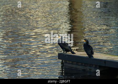 Grand cormoran Phalacrocorax carbo, paire, piquant sur le ponton du port, Aberystwyth, Dyfed, pays de Galles, Royaume-Uni, Décembre Banque D'Images