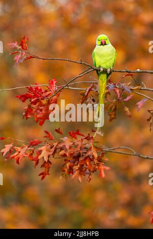 Psittacula krameri, adulte, perchée dans un arbre, Kensington Gardens, Londres, Royaume-Uni, novembre Banque D'Images