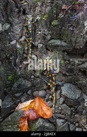 Salamandre du feu dans la forêt. Salamandre noir et jaune marchant sur les rochers de la forêt Banque D'Images