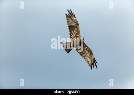 Black kite Milvus Migrans (captif), en vol, Hawk Conservancy Trust, Hampshire, Royaume-Uni, Novembre Banque D'Images