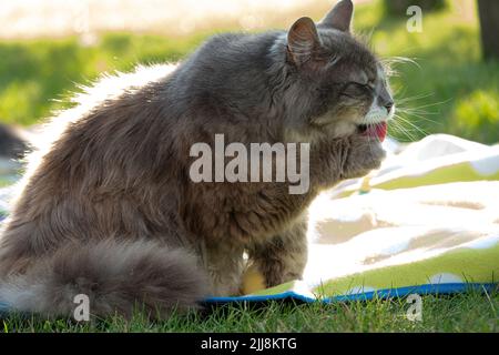 Joli chat léchant. Un chat gris doux qui léche sa patte Banque D'Images