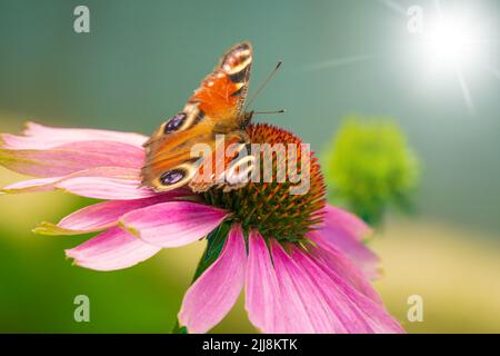 Beau papillon de l'oeil de paon sur la fleur. Scène d'été dans le jardin. Mise au point sélective sur le papillon Banque D'Images