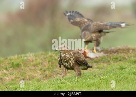 Buse variable Buteo buteo, se nourrissant de faisan de Colchide Phasianus colchicus commun masculin, Berwick Bassett, Wiltshire, Royaume-Uni, février Banque D'Images