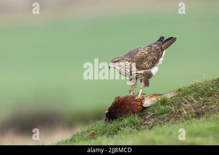 Buse variable Buteo buteo, se nourrissant de faisan de Colchide Phasianus colchicus commun masculin, Berwick Bassett, Wiltshire, Royaume-Uni, février Banque D'Images