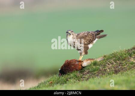 Buse variable Buteo buteo, se nourrissant de faisan de Colchide Phasianus colchicus commun masculin, Berwick Bassett, Wiltshire, Royaume-Uni, février Banque D'Images