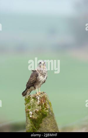 Buteo buteo, buteo, perché sur un poste de pierre, Berwick Bassett, Wiltshire, Royaume-Uni, février Banque D'Images