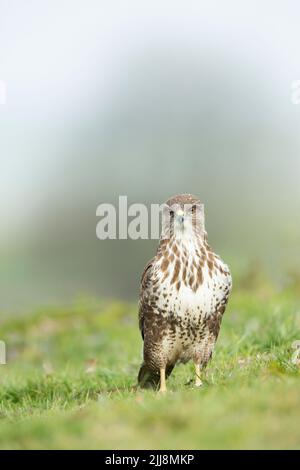 Buteo buteo, profil, Berwick Bassett, Wiltshire, Royaume-Uni, Février Banque D'Images