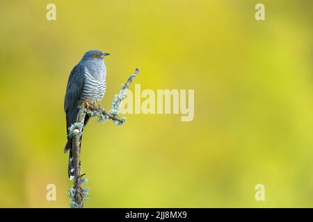 Cuckoo Cuculus canorus, homme adulte, perché, jeudi commun, Surrey, Royaume-Uni, mai Banque D'Images