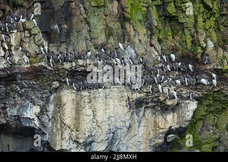 guillemot commun Uria aalge, colonie sur falaises, Skomer, Pembrokeshire, Royaume-Uni, Juin Banque D'Images