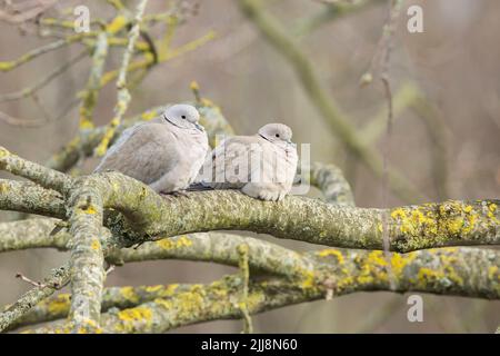 Streptopelia decaocto, deux adultes, perchée dans le chêne anglais Quercus robur, Weston-Super-Mare, Somerset, Royaume-Uni, février Banque D'Images